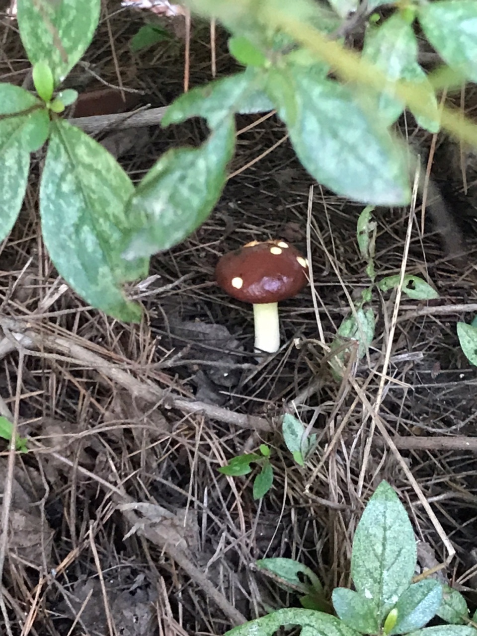 Random2U vs. CATCH U  랜덤투유 vs. 캐치유 ///           Today’s new word =&nbsp;Autophagy