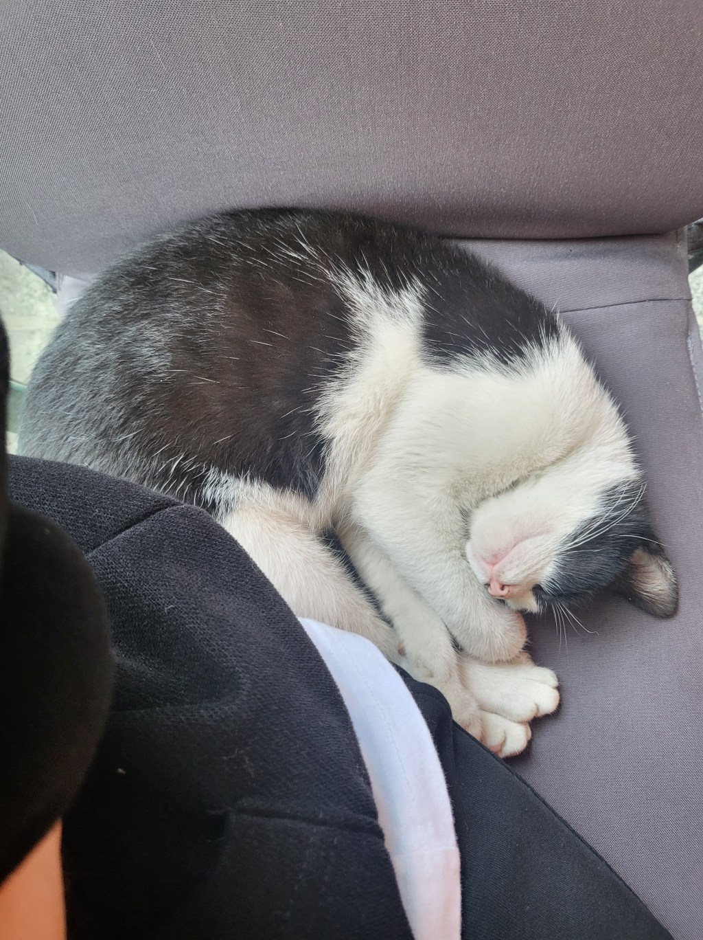 Cat friendly Turkiye